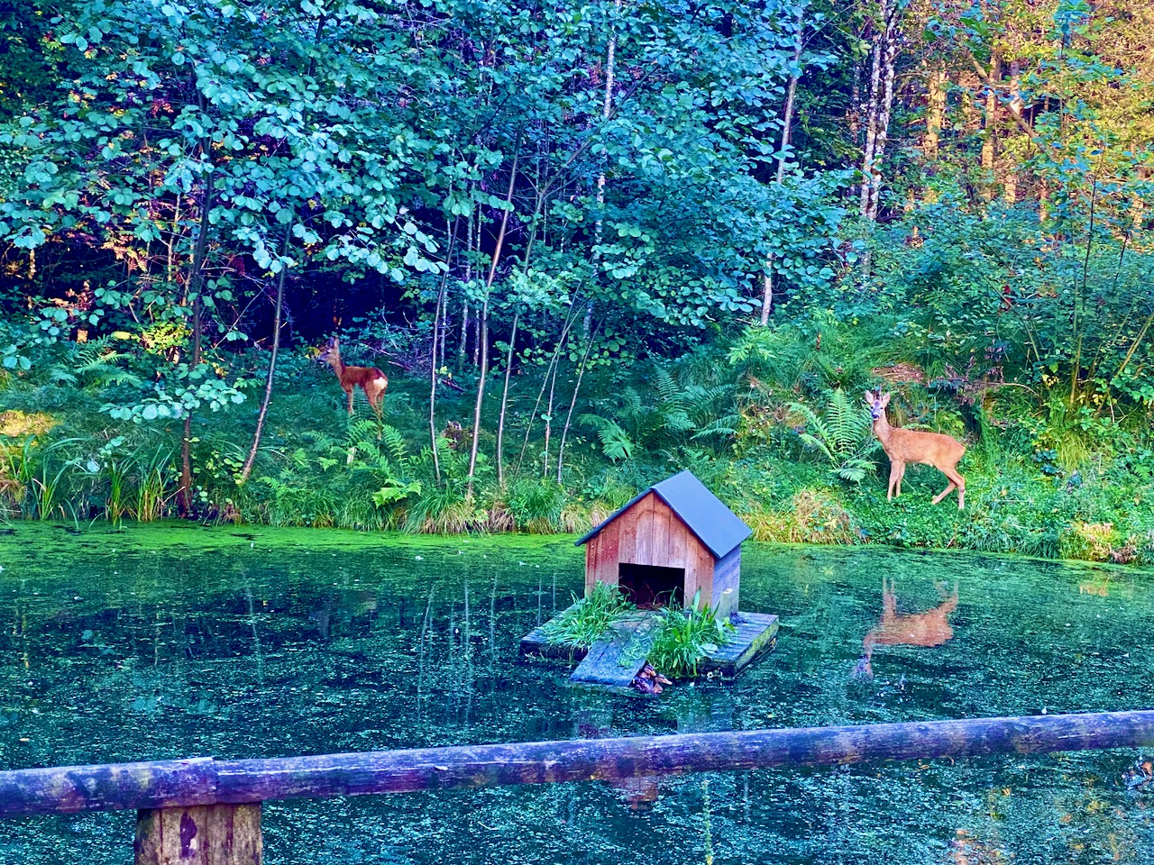 HOME - WILDTIERSCHUTZ - WILDUNFALL - PRÄVENTION - AUFKLÄRUNG