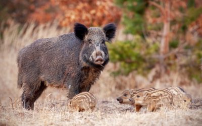 Afrikanische Schweinepest 85Km von Basel (Schweiz) entfernt