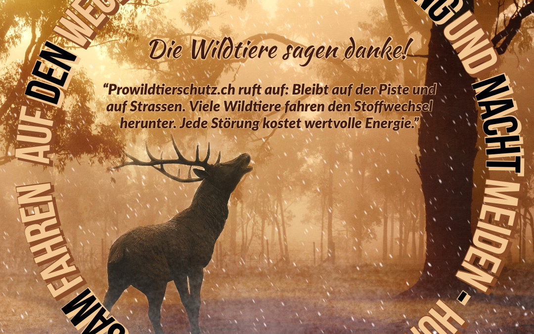 Vorsätze – 2022