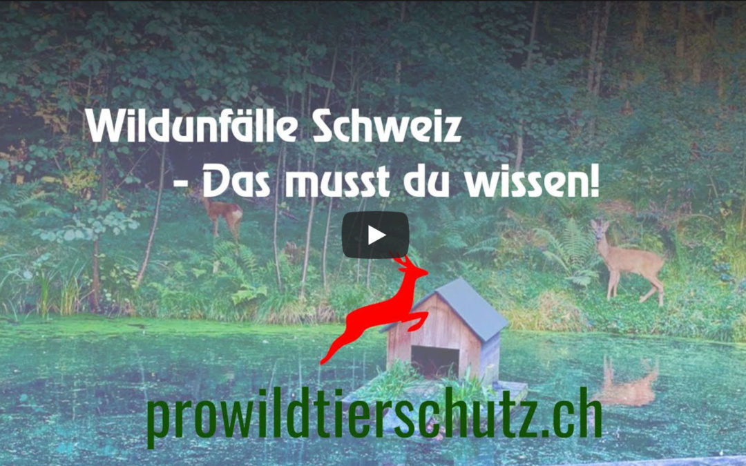 Ausbildungsvideo für Jung und Junggebliebene