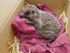 Igel Im Garten und jetzt buddelt er Löcher! Wie vorgehen?