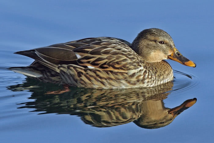 Mit dieser Ente stimmt was nicht – Polizei alarmiert