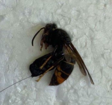 Asiatischen Hornisse bedrohen Schweizer Bienen